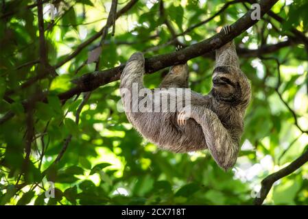 Funny sloth hanging on tree branch, cute face look, perfect portrait of wild animal, Rainforest of Costa Rica, scratching chin, Bradypus variegatus Stock Photo