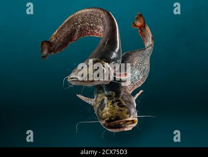 Close up photo of wild river catfish on dark blue background Stock Photo