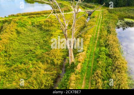 dried tree on small river island. dry grass envelops the coast. aerial top view Stock Photo