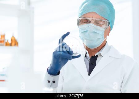 scientist in protective gloves holds a Petri dish. Stock Photo