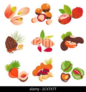 isolate illustration set of nuts on white background  Stock Vector