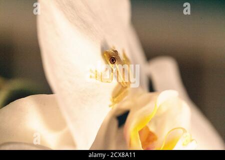 Green Baby pine woods tree frog Dryphophytes femoralis perched on an orchid flower in Naples, Florida. Stock Photo