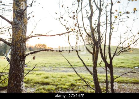Sunset in nature against the backdrop of forest, Stock Photo