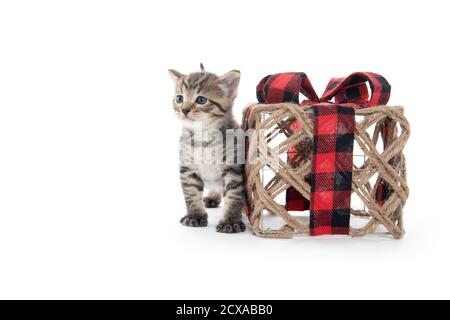 Cute baby tabby kitten sitting next to a decoration isolated on white background Stock Photo