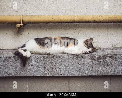 Beautiful domestic cat is sleeping sweetly on the street Stock Photo