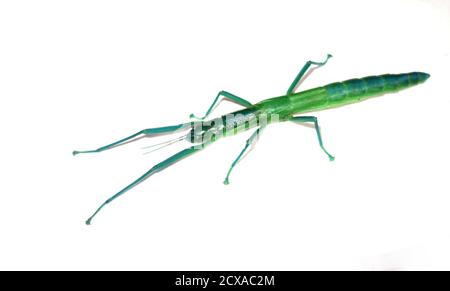 Peppermint stick insect (Megacrania batesii), Daintree national Park, Queensland, Australia Stock Photo