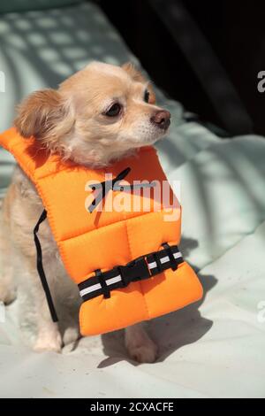 Chihuahua life clearance vest