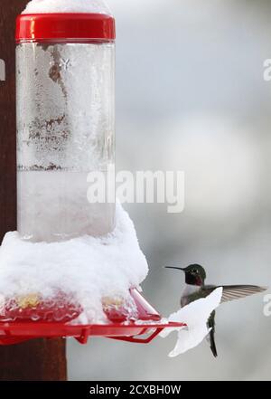 A ruby throated hummingbird feeds from a snow-covered and partially frozen feeder in Golden, Colorado May 13, 2014.  The Denver metro area received several inches of fresh snow in a late spring storm.  REUTERS/Rick Wilking (UNITED STATES - Tags: ANIMALS ENVIRONMENT)