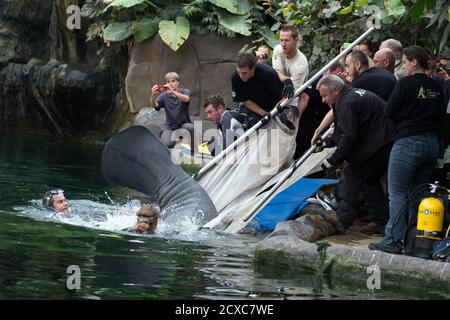 Veterinarians and zoo staff release Herbert, a 6 year-old, 430 kilos (950 pounds) manatee, in his aquarium at Paris Zoological Park in the Bois de Vincennes in the east of Paris, France, June 15, 2015. Herbert was driven by truck from Nuremberg zoo in Germany to Paris zoo.   REUTERS/Philippe Wojazer