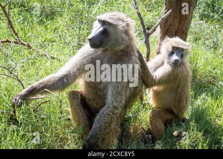 Mother & baby baboon (Papio hamadryas) in Kenya, Africa Stock Photo