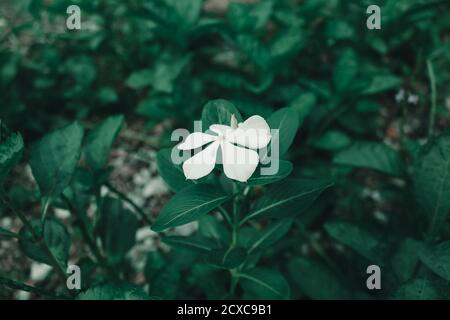 White Flower in Untung Jawa Island, Kepulauan Seribu, Jakarta, indonesia Stock Photo