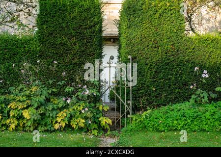 Old garden gate and box hedge infront of a cotswold stone house in early autumn. Taynton, Cotswolds, Oxfordshire, England Stock Photo