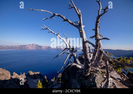 Crooked remains of a dead tree on a shore of Crater Lake, Oregon Stock Photo