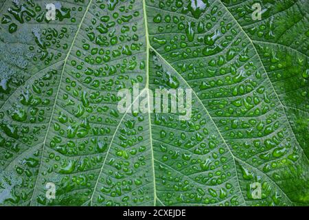 beautyful dew on the leaves background,green background image Stock Photo