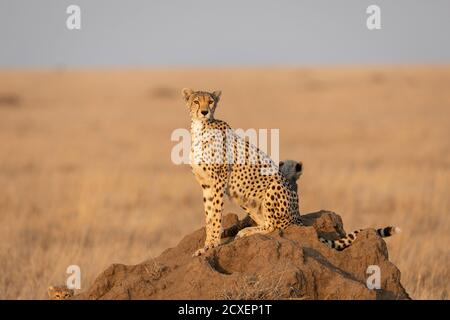 Cheetah mother and her two baby cheetahs sitting on a termite mound in the middle of Serengeti plains in Tanzania Stock Photo