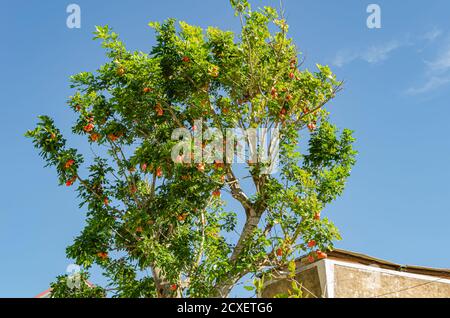 Achee Branches With Fruits Against Sky Background Stock Photo