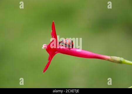 beaulyful Ladybug rests on a Grass flower, blur background image Stock Photo