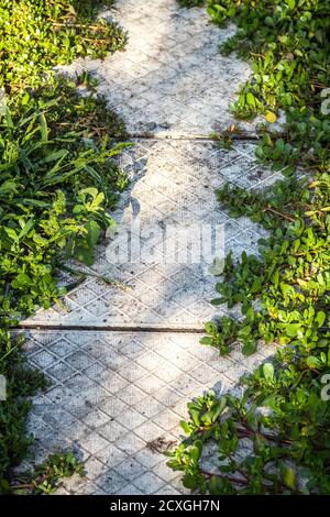 Beautiful path through the green lawn in the park. Stock Photo