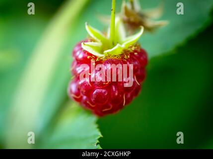 A single raspberry is hanging on a bush. Stock Photo