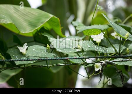 Water drop on leaf of  Ivy Gourd  Coccinia grandis Stock Photo