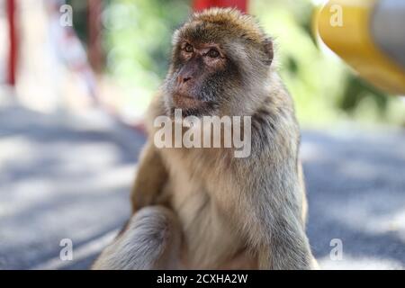Monkeys at the rock of Gibraltar UK Stock Photo