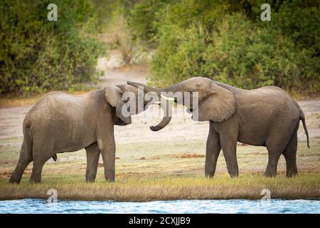 Two young elephants playing near the edge of Chobe River in Botswana Stock Photo