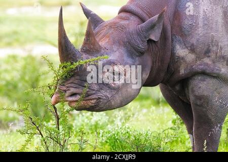 Black rhinoceros or hook-lipped rhinoceros, Diceros bicornis, close-up of the endangered species face. Etosha National Park, Namibia, Africa