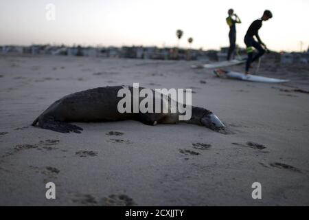 A dead sea lion lies on the beach in Hermosa Beach, California April 2, 2015. Animal rescue centers in California are being inundated with stranded, starving sea lion pups, raising the possibility that the facilities could soon be overwhelmed, the federal agency coordinating the rescue said. The precise cause is not clear, but scientists believe the sea lions are suffering from a scarcity of natural prey that forces nursing mothers to venture farther out to sea for food, leaving their young behind for longer periods. REUTERS/Lucy Nicholson
