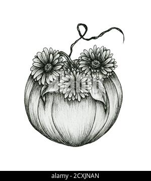 Ink floral pumpkin art isolated on white, hand drawn autumn illustration with pumpkin and gerberas flower, black floral sketch and vintage pumpkin Stock Photo