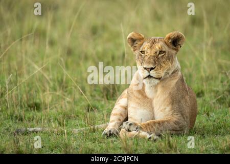 Female lioness lying down in green plains of Masai Mara with her face covered in small flies in Kenya Stock Photo