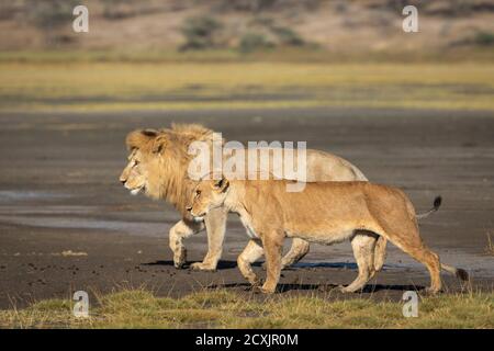 Mating pair of lions walking next to each other in Ndutu in Tanzania Stock Photo