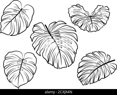 Set Exotic Plant Monstera Leaves, Black Contour Pictograms Isolated on White Background. Vector Stock Vector