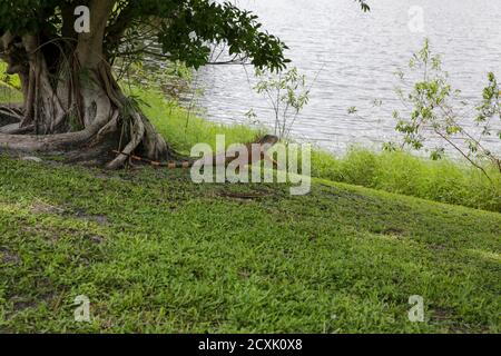 Green Iguana (Iguana Iguana), Photographed at Fort Lauderdale Florida, United States of America Stock Photo
