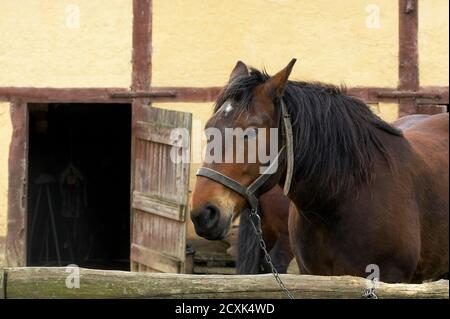 Cob Normand Draft Horse, French Breed Stock Photo