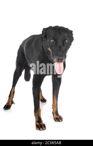 old beauceron in front of white background Stock Photo