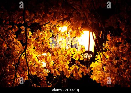 beautiful glowing street lamp in the park at night Stock Photo - Alamy