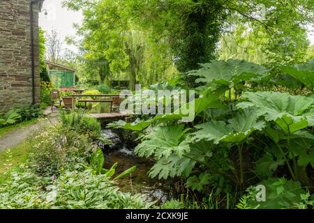 Westonbury Mill Water Gardens, Pembridge, Herefordshire, UK Stock Photo