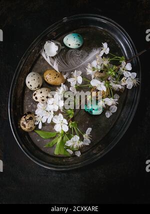 Decor colorful Easter quail eggs with spring cherry flowers, moss and bird feather on vintage metal tray over black texture background. Dark rustic st Stock Photo