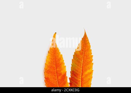 Bunny orange years made of fall leaves. Easter concept. Celebration card Stock Photo
