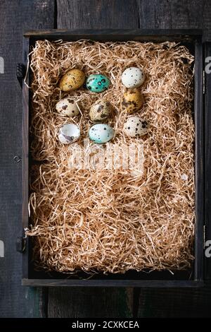 Decor colorful Easter quail eggs standing in row on straw in black box over dark wooden background. Dark rustic style. Top view. Stock Photo