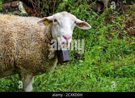 Close-up of sheep's head with bell, Ariege, France Stock Photo
