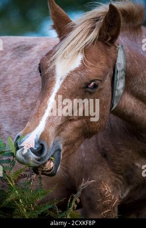 New Forest pony feeding on plants on heathland Stock Photo