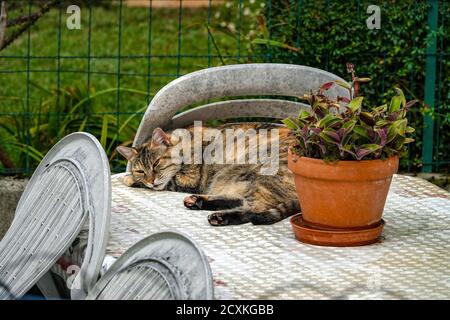 Tortoiseshell cat asleep on table with plant and plastic chairs Stock Photo