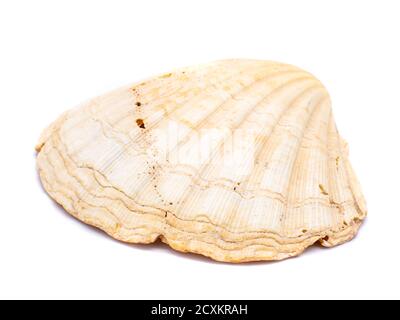 Seashell isolated on white background Stock Photo