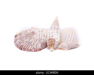 different seashells isolated on white background Stock Photo