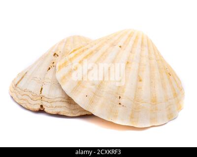 large seashells isolated on white background Stock Photo