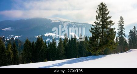 spruce forest on the snow covered meadow. beautiful winter landscape in mountains on a sunny morning Stock Photo