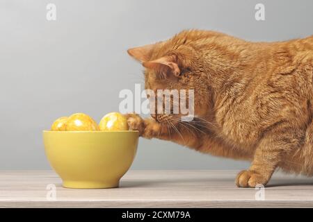 Funny ginger cat looking curious to easter eggs in a yellow bowl. Stock Photo