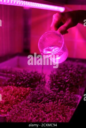 Organic microgreens indoor farm with artificial light. Man hand watering young plants in containers copy space Stock Photo