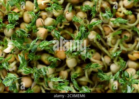 Healthy eating or superfood concept. Pea microgreens sprouting from seeds close up top view texture background Stock Photo